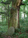 Der Stein im Wald Briese.JPG (526413 Byte)